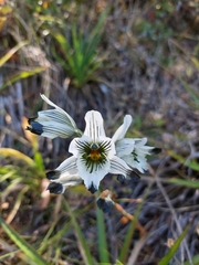 Chloraea bletioides