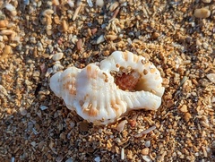 Cymatiidae