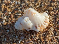 Cymatiidae