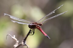 Tramea darwini