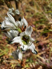 Chloraea bletioides