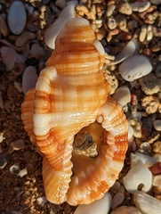 Cymatiidae