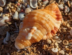 Cymatiidae