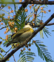 Pachyramphus viridis