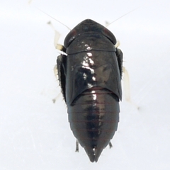 Limotettix anthracinus