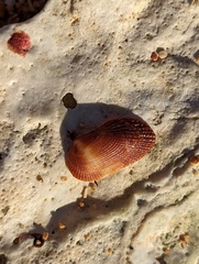 Barbatia