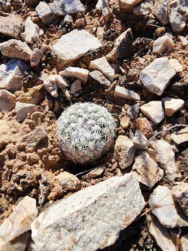 Image of Brady's Pincushion Cactus (Pediocactus bradyi) by (c) Trevor Harding, some rights reserved (CC BY)