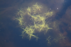Najas flexilis