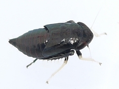 Limotettix anthracinus