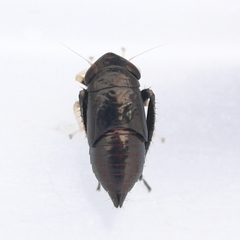 Limotettix anthracinus