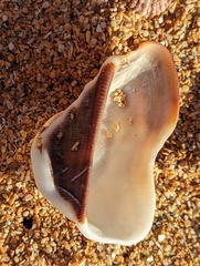 Lamarcka imbricata