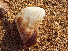 Lamarcka imbricata
