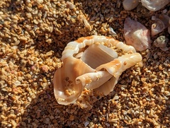 Cymatiidae