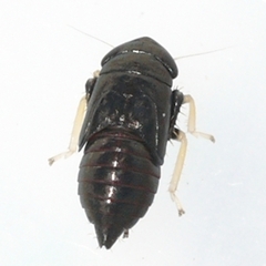 Limotettix anthracinus