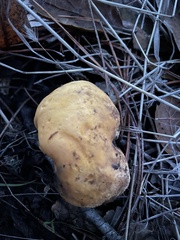 Cantharellus californicus