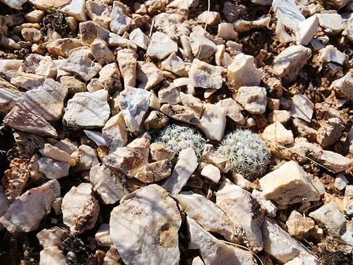 Pediocactus bradyi
