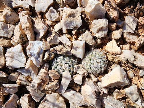 Pediocactus bradyi