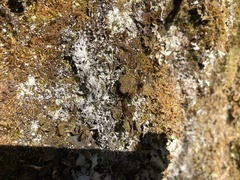 Pseudocyphellaria holarctica