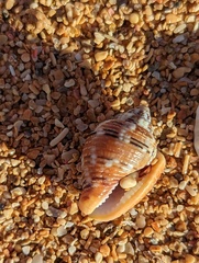 Columbella mercatoria