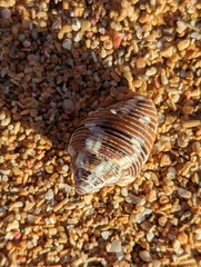 Columbella mercatoria