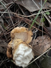 Cantharellus californicus