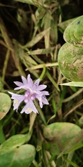 Pontederia