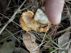Cantharellus californicus