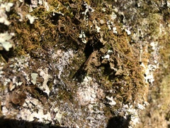 Pseudocyphellaria holarctica