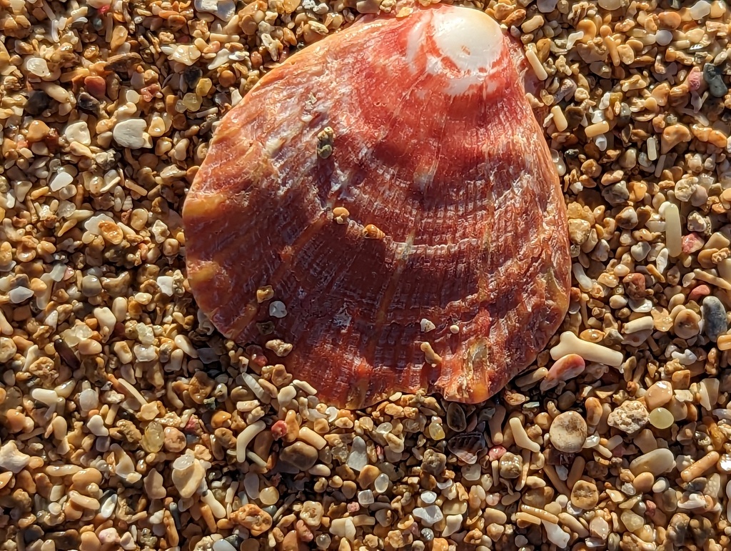 Digitate Thorny Oyster