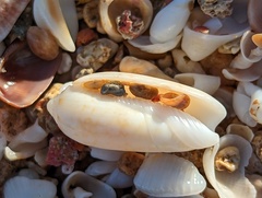 Oliva scripta