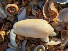 Oliva scripta