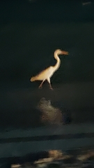 Ardea herodias occidentalis