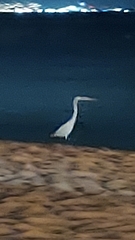 Ardea herodias occidentalis