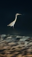 Ardea herodias occidentalis