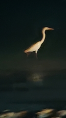 Ardea herodias occidentalis