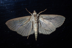 Coptobasis