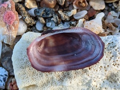Barbatia domingensis