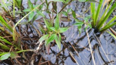 Ludwigia hyssopifolia