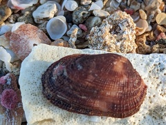 Barbatia domingensis