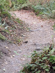 Melospiza melodia morphna