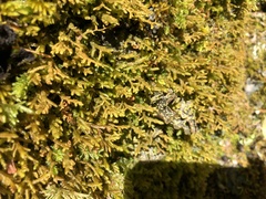 Pseudocyphellaria holarctica