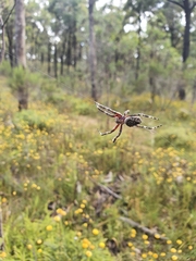 Hortophora