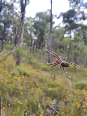 Hortophora