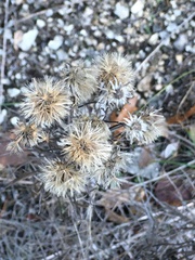 Vernonia lindheimeri