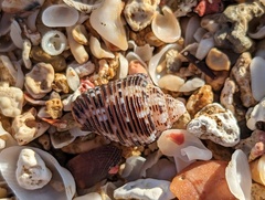 Columbella mercatoria