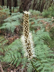 Xanthorrhoea minor