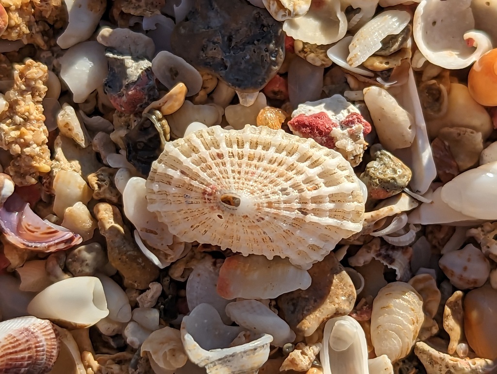 Lister's Keyhole Limpet