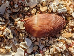 Barbatia domingensis