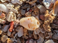 Columbella mercatoria