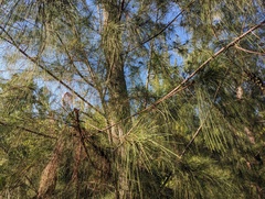 Casuarina